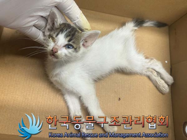 한국동물구조관리협회_441560202400755